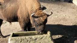 Bau eines Aquarien-Kellers, Teil ZEHN, Herbst 2019