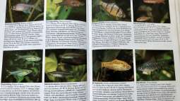 Orientierung in der Aquaristik - Fisch-Arten 1/2