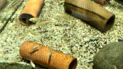 MEINE LIEBLINGSFISCHE ??? Teil Zwei WESTAFRIKANISCHE ZWERGBUNTBARSCHE