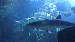 Ausflug zum Sea Life nach München Teil 2/2