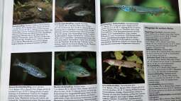 Orientierung in der Aquaristik - Fisch-Arten 1/2