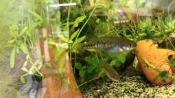 Mitwirkende für Arterhaltungsprojekte ??? nicht nur VICTORIASEE ??? gesucht