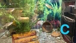 Ein Poster als Aquarien-Rückwand?