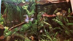 Orientierung in der Aquaristik - Fisch-Arten 1/2