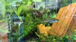 Mitwirkende für Arterhaltungsprojekte ??? nicht nur VICTORIASEE ??? gesucht