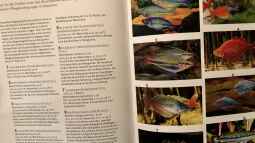 Orientierung in der Aquaristik - Fisch-Arten 2/2