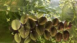 Bau eines Aquarien-Kellers, Teil ZEHN, Herbst 2019