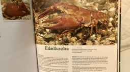 Buch-Vorstellung “Fische, Krebse & Muscheln in heimischen Seen und Flüssen“