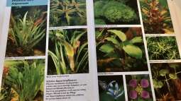 Orientierung in der Aquaristik - Fisch-Arten 1/2