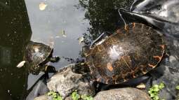Zierschildkröten, Schmuckschildkröten - Beobachtungen in der Gruppe