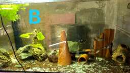 Ein Poster als Aquarien-Rückwand?