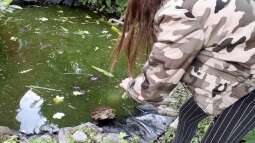 Teichhaltung von Nordamerikanischen Sumpfschildkröten in unseren Breitengraden (D-A-CH)