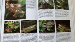 Orientierung in der Aquaristik - Fisch-Arten 1/2