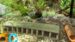 Ein Poster als Aquarien-Rückwand?