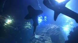 Ausflug zum Sea Life nach München Teil 2/2