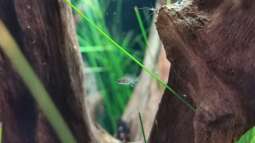 Dario Dario (Scharlachroter Zwergblaubarsch)