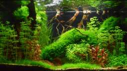 Low Budget Aquascape