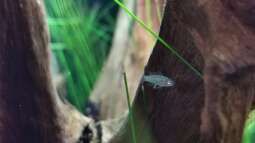 Dario Dario (Scharlachroter Zwergblaubarsch)