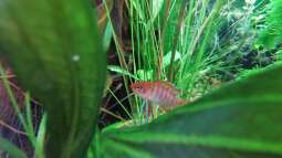 Dario Dario (Scharlachroter Zwergblaubarsch)