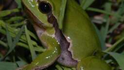 Amphibien im Zwei-Ländereck ??? ein kritischer Streifzug durch Tirol dies- und jenseits des Brenners