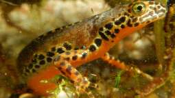 Amphibien im Zwei-Ländereck ??? ein kritischer Streifzug durch Tirol dies- und jenseits des Brenners