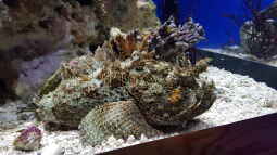 Besuch des Monterey Bay Aquariums in Kalifornien