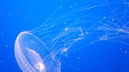 Besuch des Monterey Bay Aquariums in Kalifornien