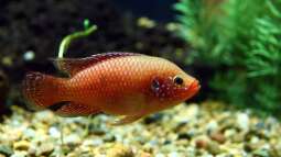 Roter Cichlide gehört neuer Gattung an!