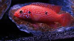 Roter Cichlide gehört neuer Gattung an!