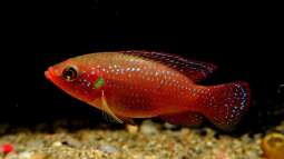 Roter Cichlide gehört neuer Gattung an!