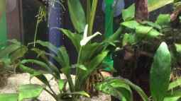 Pflanzen für das ostafrikanische Buntbarschaquarium Teil 1:  Anubias afzelii