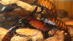 Außergewöhnliche Terraristik I: Gromphadorhina portentosa