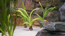Pflanzen für das ostafrikanische Buntbarschaquarium Teil 4: Crinum thaianum