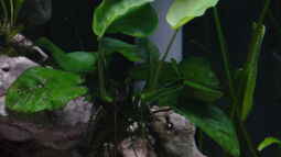 Pflanzen für das ostafrikanische Buntbarschaquarium Teil 3: Anubias barteri var. Barteri