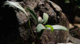 Pflanzen für das ostafrikanische Buntbarschaquarium Teil 1:  Anubias afzelii