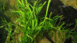 Benötige eure Hilfe!Dringend.