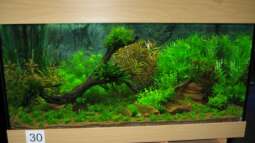 Internationaler Wettbewerb "Planted Aquarium"
