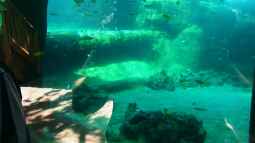 Malawi-AQ im Tropen-Aquarium-Hagenbeck