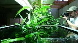 Amanos Privat-Aquarium -> Welche Pflanzen sind das (siehe Fotos)?