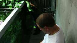 Amanos Privat-Aquarium -> Welche Pflanzen sind das (siehe Fotos)?