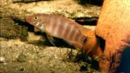 Pelvicachromis - Die Arten aus Guinea , Liberia und Sierra Leone 
