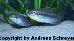 Pelvicachromis - Die Arten aus Guinea , Liberia und Sierra Leone 