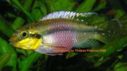 Pelvicachromis - die Arten von Nigeria bis Kongo