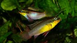 Pelvicachromis taeniatus - ein Versteckbrüter aus Westafrika