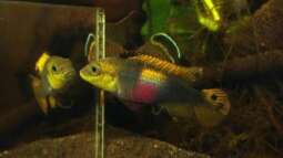 Pelvicachromis taeniatus - ein Versteckbrüter aus Westafrika