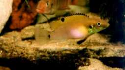 Pelvicachromis - Die Arten aus Guinea , Liberia und Sierra Leone 