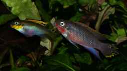 Pelvicachromis taeniatus - ein Versteckbrüter aus Westafrika