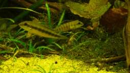 Pelvicachromis - Die Arten aus Guinea , Liberia und Sierra Leone 