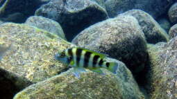 Impressionen vom Malawisee