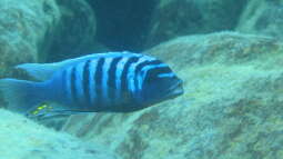 Impressionen vom Malawisee